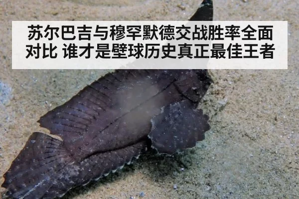 苏尔巴吉与穆罕默德交战胜率全面对比 谁才是壁球历史真正最佳王者